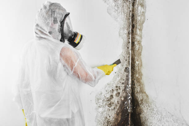 Best HVAC Mold Remediation in Mulberry, NC