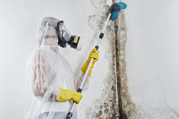 Best Mold Testing and Inspection Services in Mulberry, NC