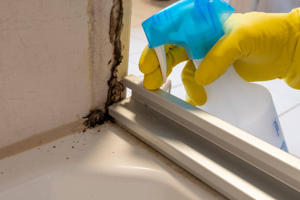 Best Post-Flood Mold Remediation in Mulberry, NC
