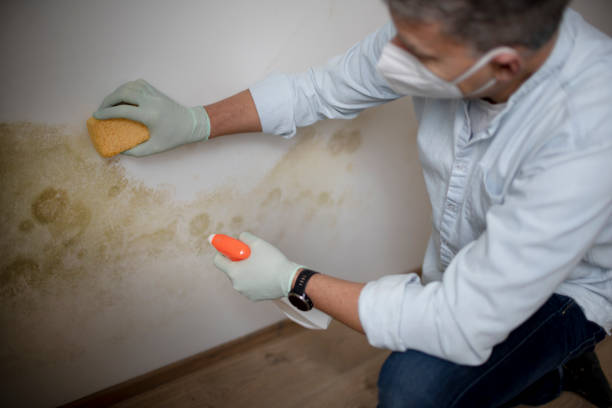 Best Mold Remediation for Specific Building Types in Mulberry, NC